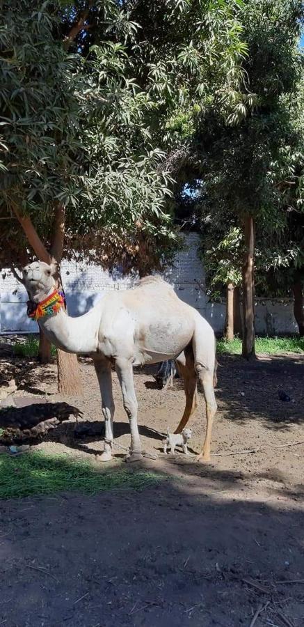 Habibi Nubian Guest House-Nubian Hospitality Aswan Zewnętrze zdjęcie